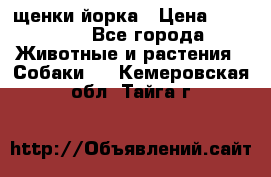 щенки йорка › Цена ­ 15 000 - Все города Животные и растения » Собаки   . Кемеровская обл.,Тайга г.